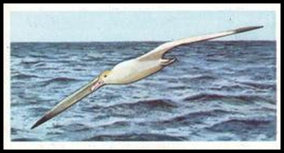24 Steller's or Short Tailed Albatross
